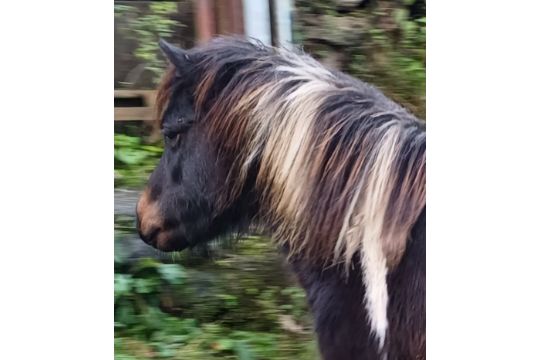 'CORNDONFORD DAISY MAY' DARTMOOR HILL PONY SKEWBALD MARE APPROX 3-4 YEARS OLD - Image 1 of 12