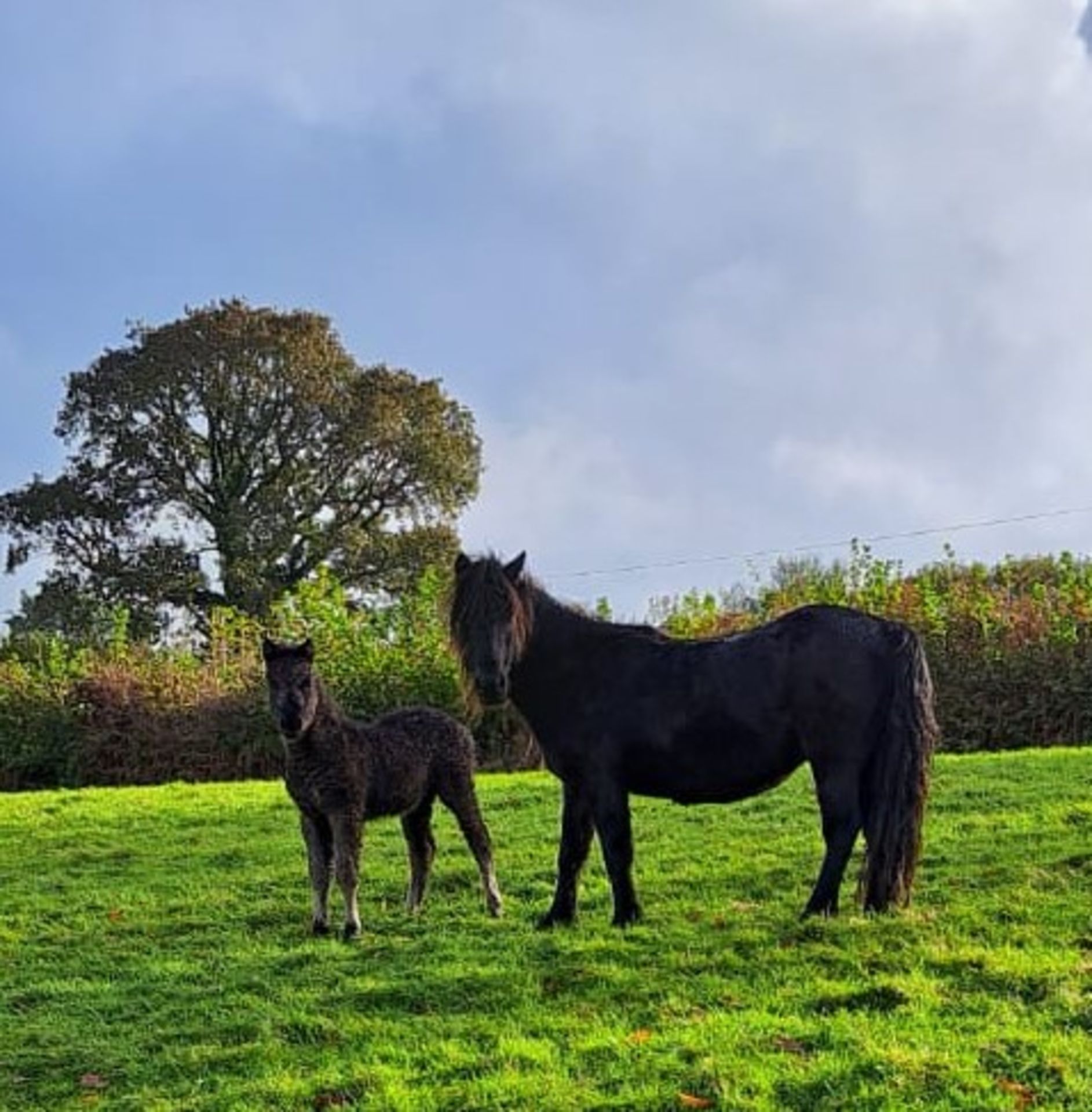 'WAYTOWN MOUSE' DARTMOOR HILL PONY BLACK MARE & 'WAYTOWN MINNIE' FILLY FOAL APPROX 2 MONTHS OLD - Image 2 of 5