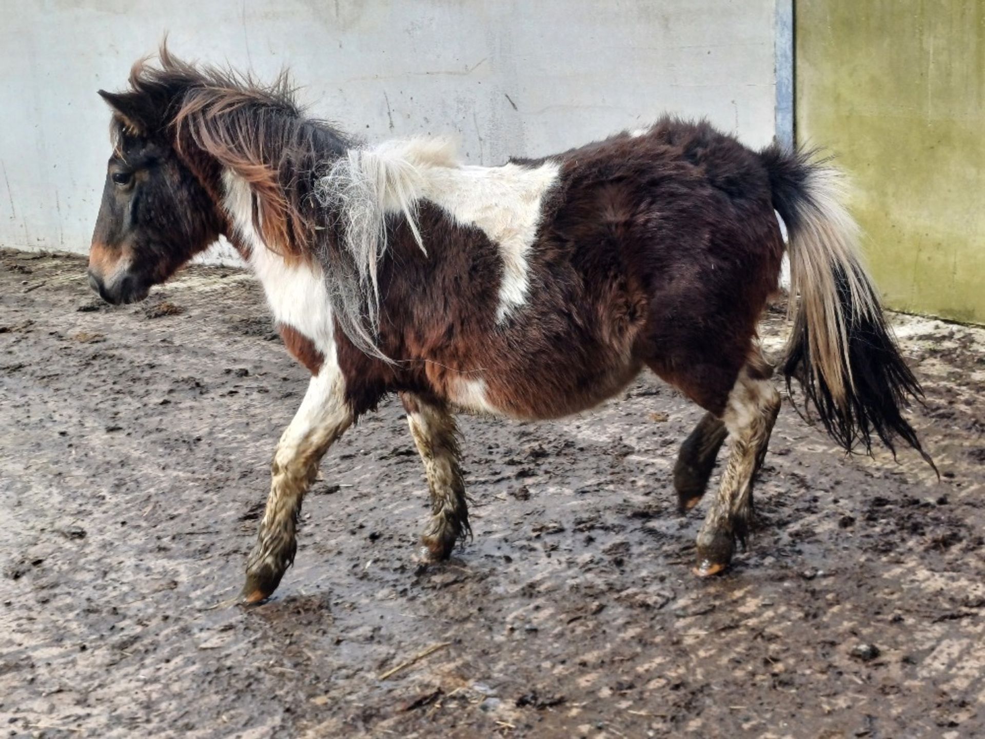 'GODSWORTHY SPICE' DARTMOOR HILL PONY SKEWBALD COLT APPROX 18 MONTHS OLD - Image 5 of 12