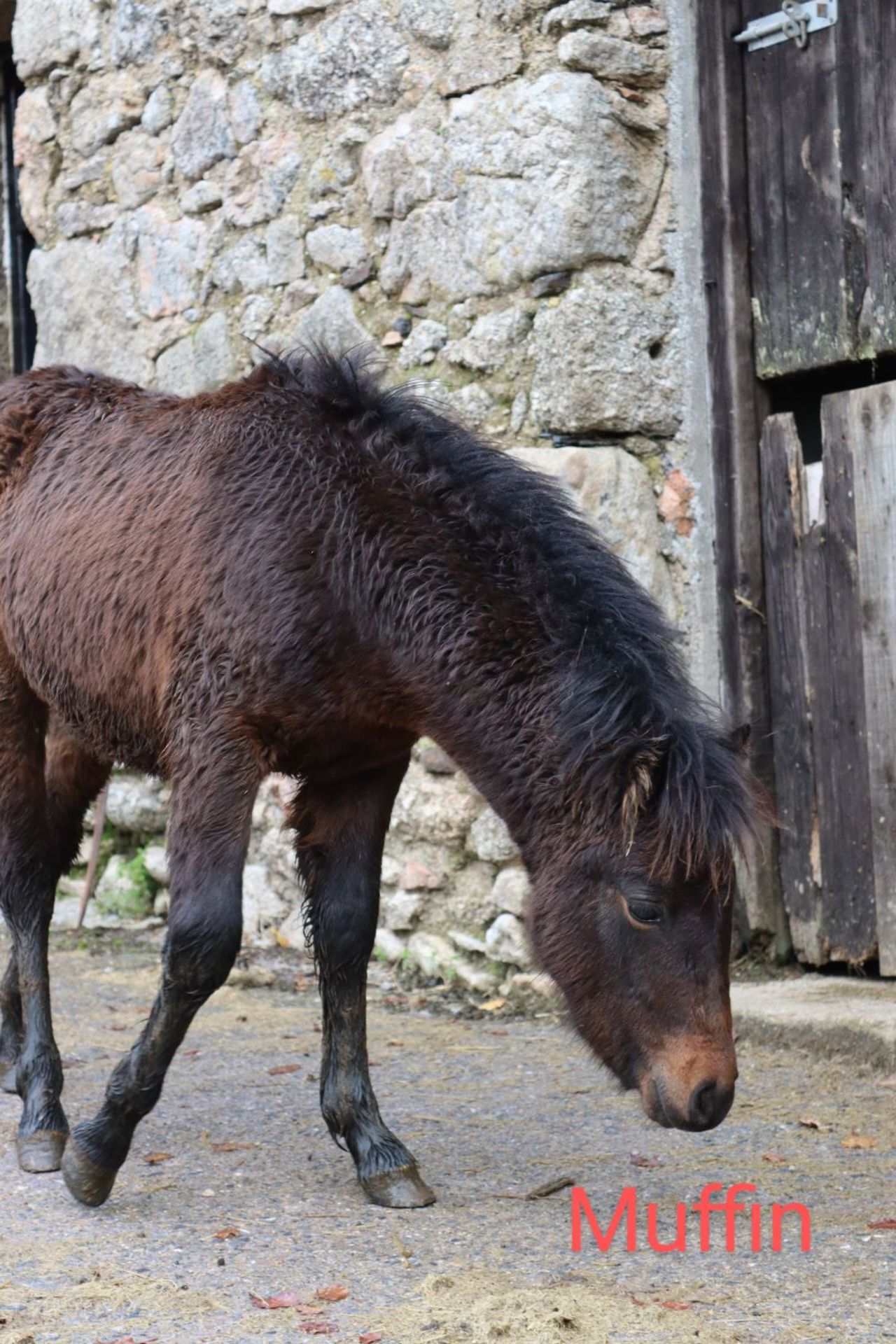 'BLACKATOR MUFFIN' DARTMOOR HILL PONY BAY FILLY FOAL - Image 4 of 21