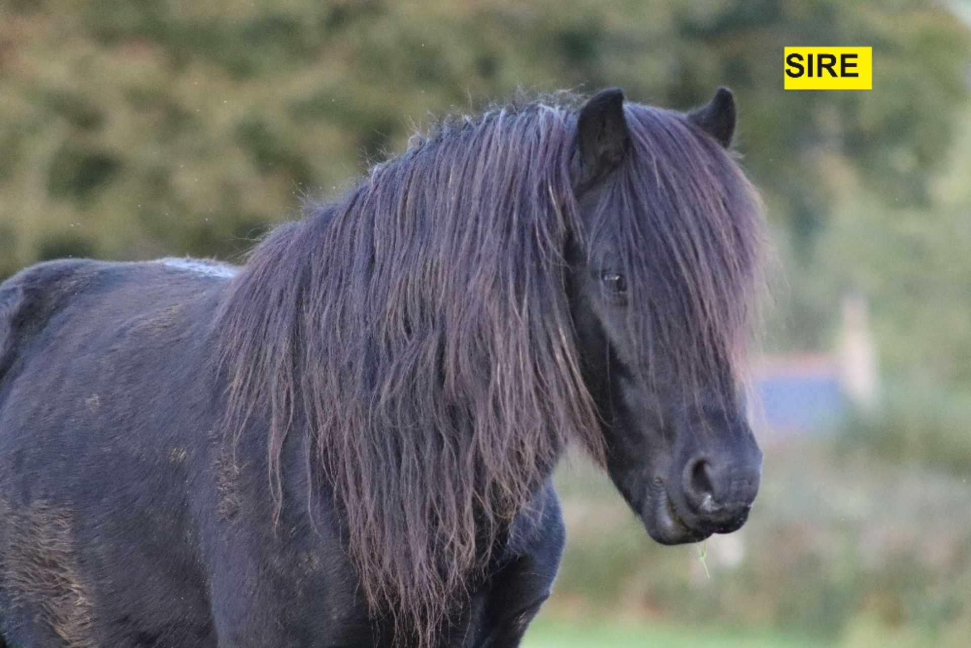 'BLACKATOR MUFFIN' DARTMOOR HILL PONY BAY FILLY FOAL - Image 21 of 21
