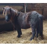 'VIXEN OLIVIA' SHETLAND BLACK MARE APPROX 5 YEARS OLD