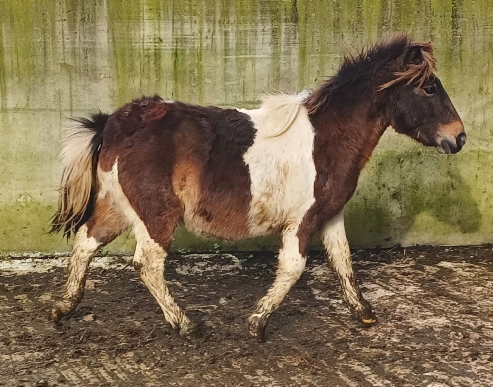 'GODSWORTHY SPICE' DARTMOOR HILL PONY SKEWBALD COLT APPROX 18 MONTHS OLD