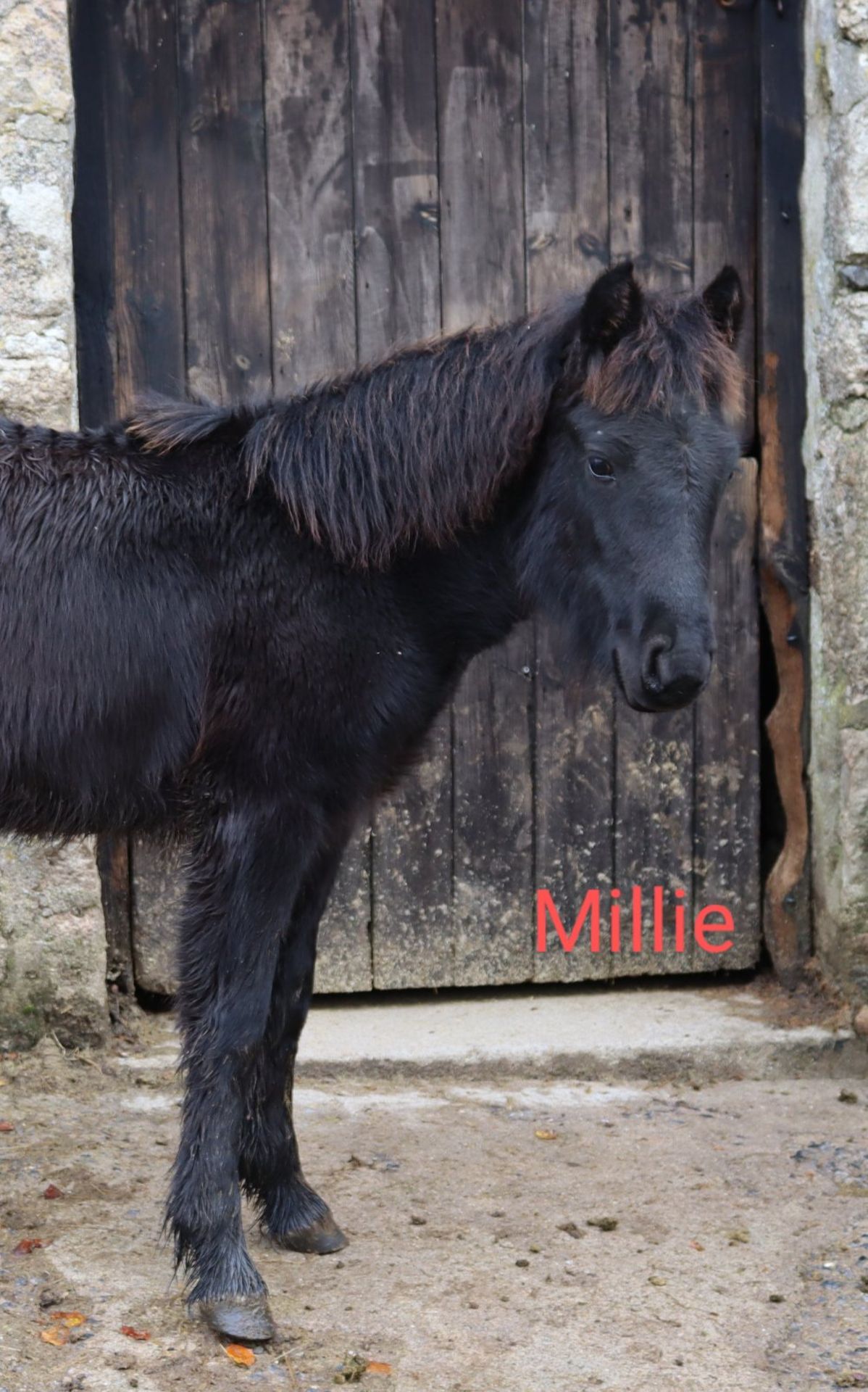 'BLACKATOR MILLIE' DARTMOOR HILL PONY BLACK FILLY FOAL - Image 6 of 14