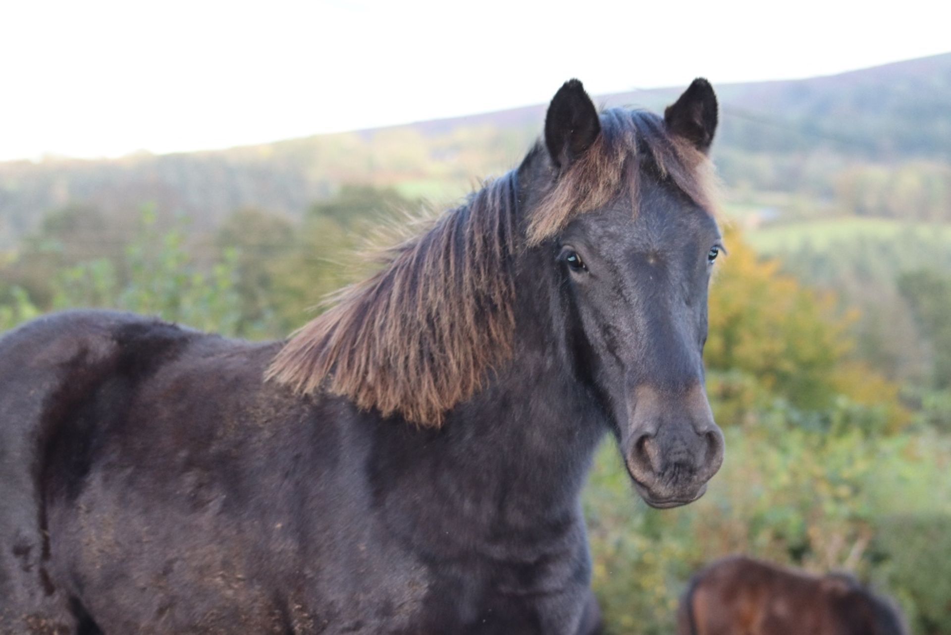 'BLACKATOR LUNAR' DARTMOOR HILL PONY BLACK FILLY YEARLING - Image 3 of 17