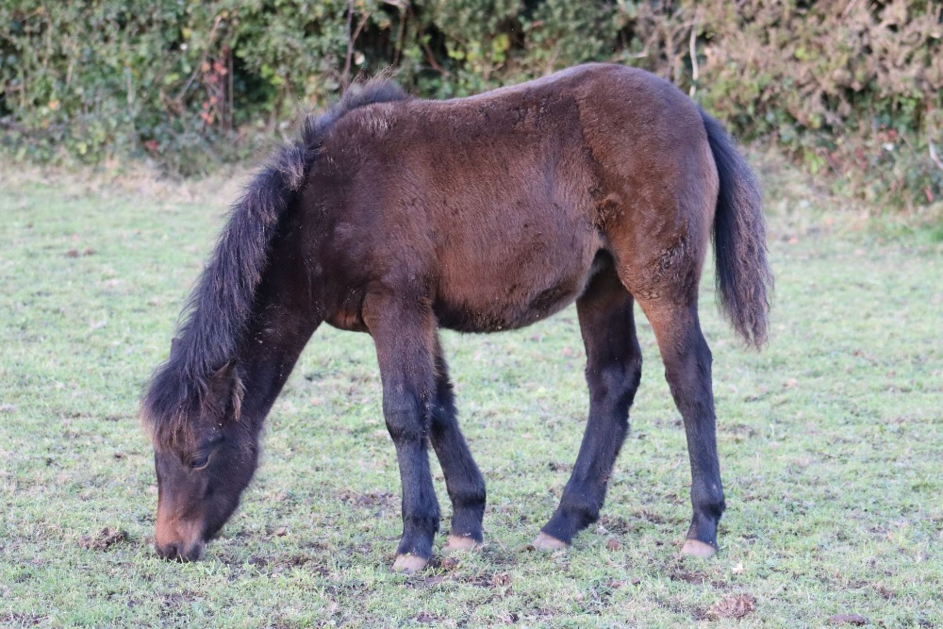 'BLACKATOR MUFFIN' DARTMOOR HILL PONY BAY FILLY FOAL - Image 10 of 21
