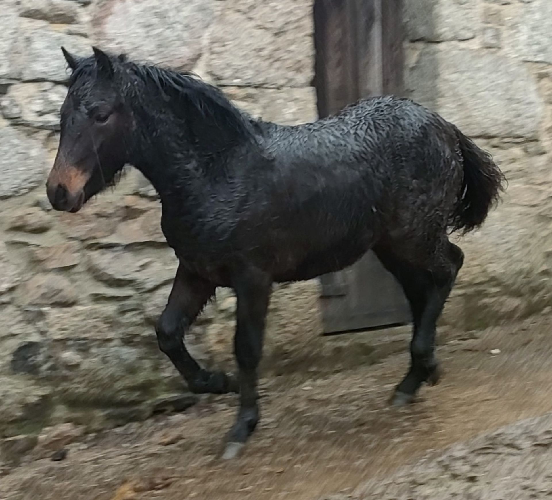 'BLACKATOR MUFFIN' DARTMOOR HILL PONY BAY FILLY FOAL - Image 16 of 21