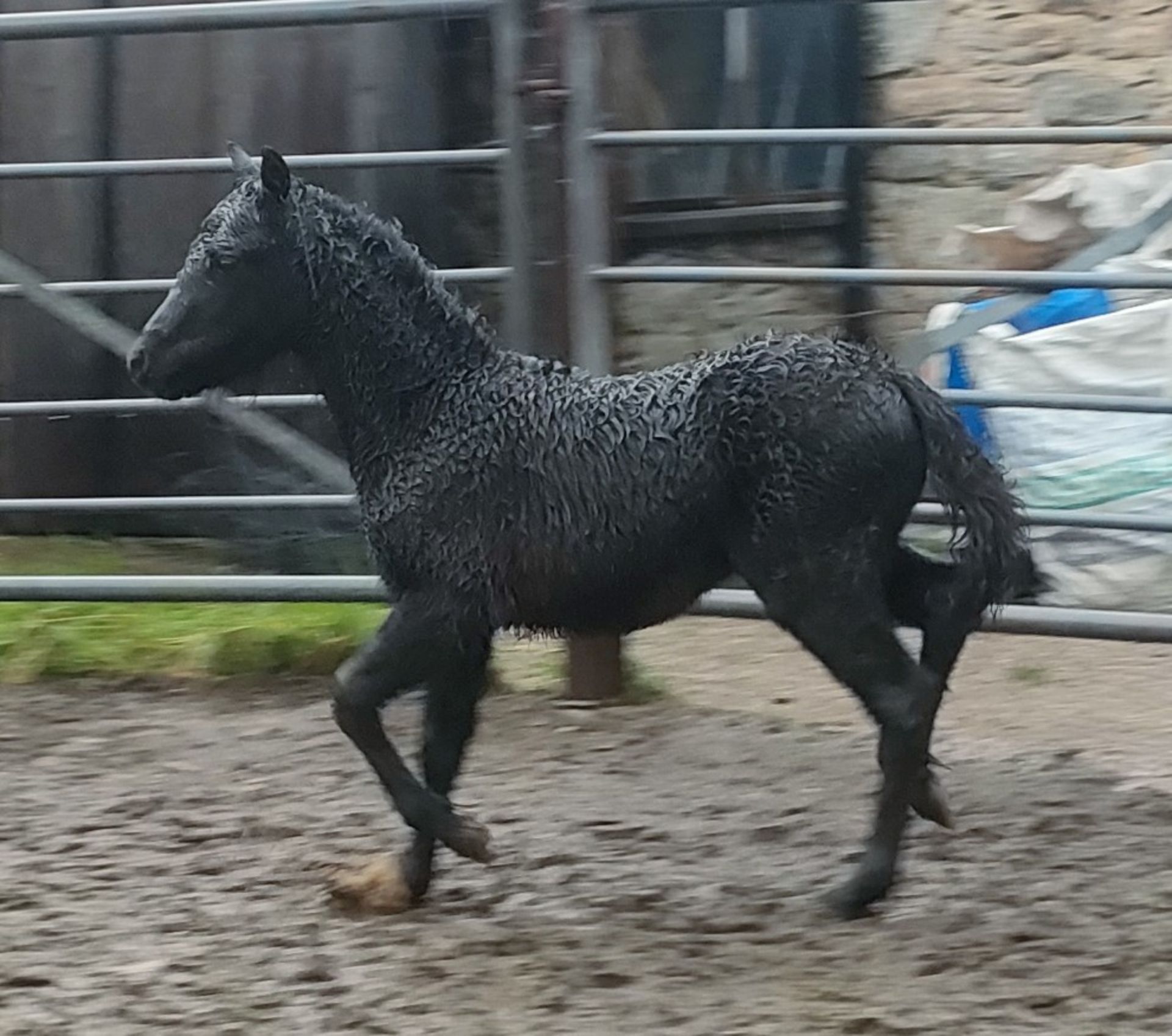 'BLACKATOR MIETTE' DARTMOOR HILL PONY BLACK FILLY FOAL - Image 7 of 14