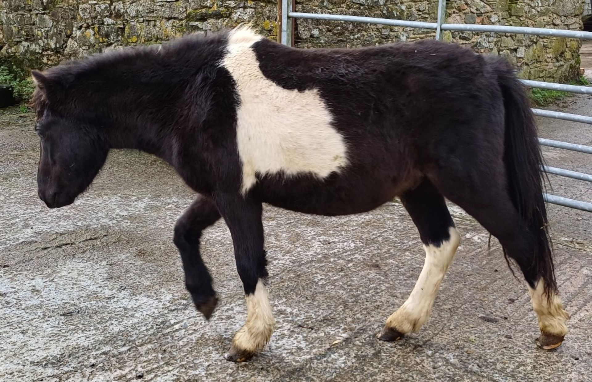 'GODSWORTHY STAN' DARTMOOR HILL PONY PIEBALD COLT APPROX 2 YEARS OLD - Image 4 of 10