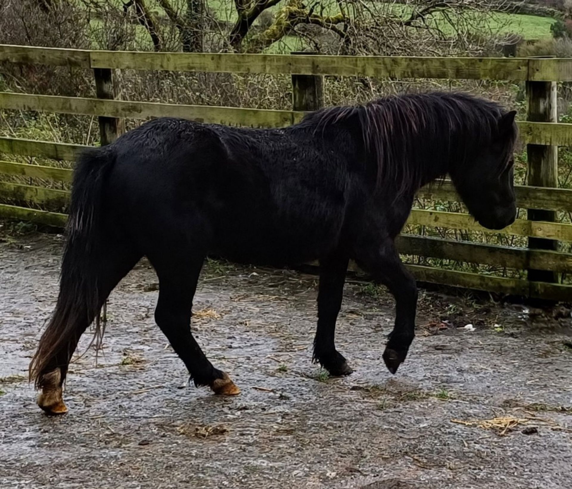 'LEIGHTOR DART' DARTMOOR HILL PONY BLACK COLT APPROX 2 YEARS OLD - Image 6 of 12