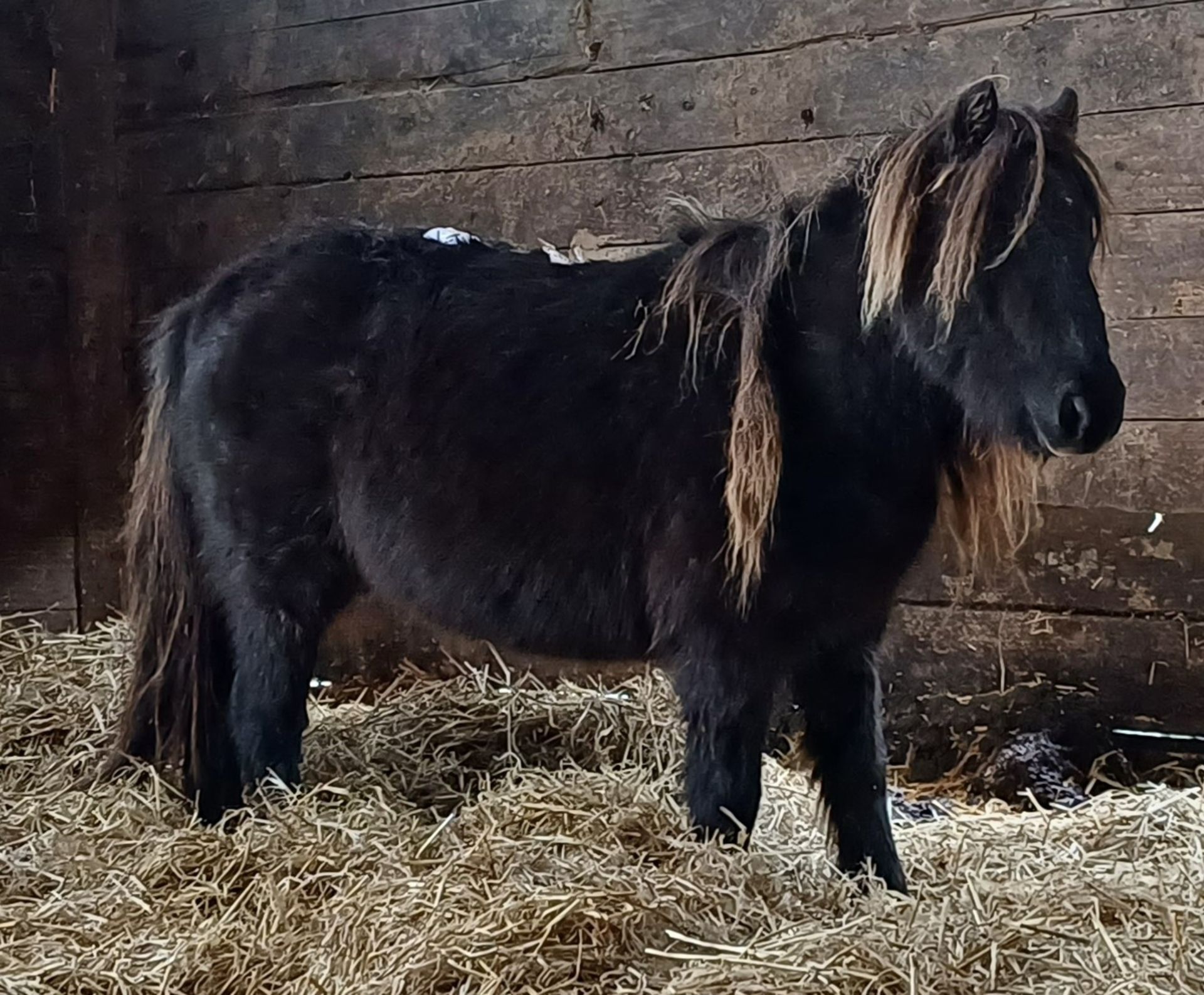 'VIXEN LILLIBET' SHETLAND BLACK MARE BELIEVED TO BE 10 YEARS + - Image 4 of 13