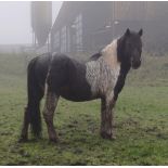 'CORNDON HOLLYBERRY' DARTMOOR HILL PONY SKEWBALD STALLION 15 YEARS OLD