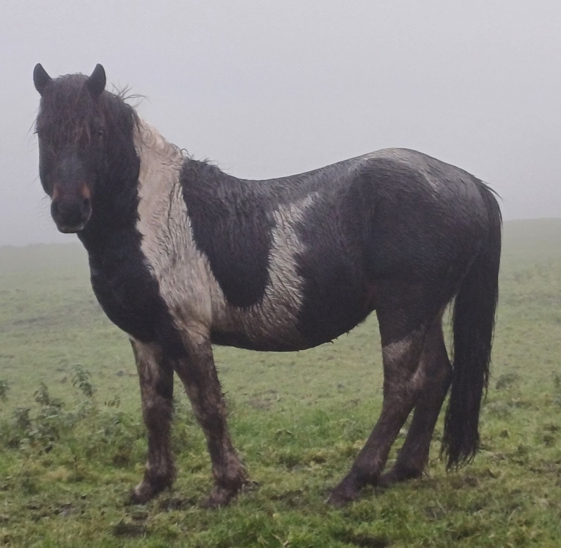 'CORNDON HOLLYBERRY' DARTMOOR HILL PONY SKEWBALD STALLION 15 YEARS OLD - Image 2 of 8