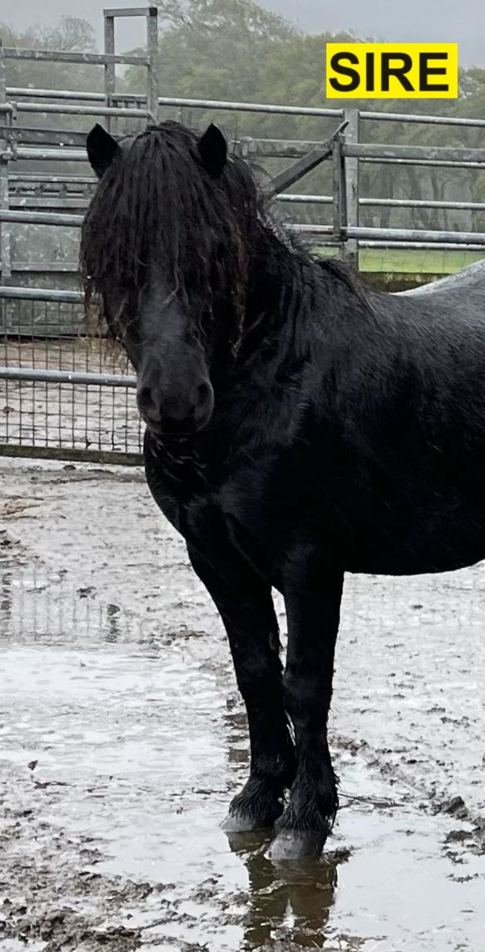 'MIDNIGHT' DARTMOOR HILL PONY BLACK COLT FOAL - Image 12 of 12