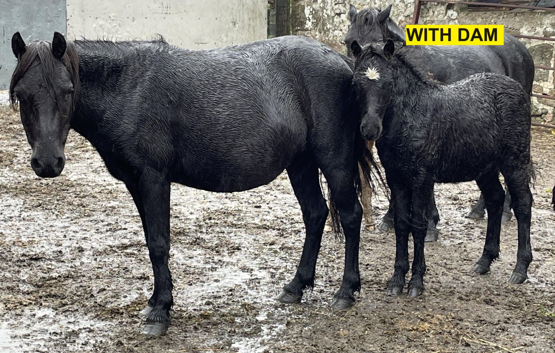 'MIDNIGHT' DARTMOOR HILL PONY BLACK COLT FOAL - Image 9 of 12