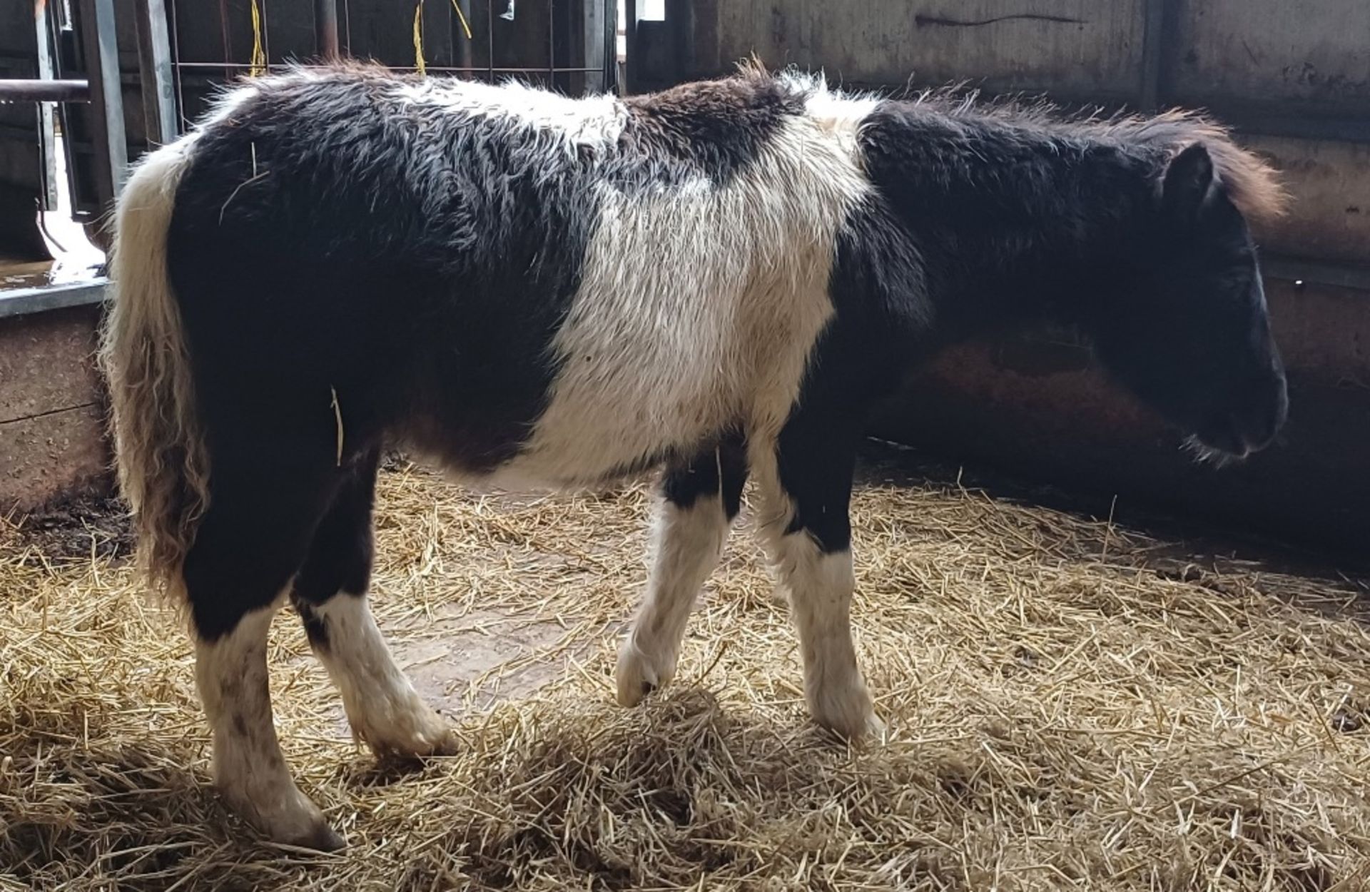 'VIXEN REBEL' SHETLAND X DARTMOOR HILL PONY PIEBALD COLT FOAL Vendor's ...