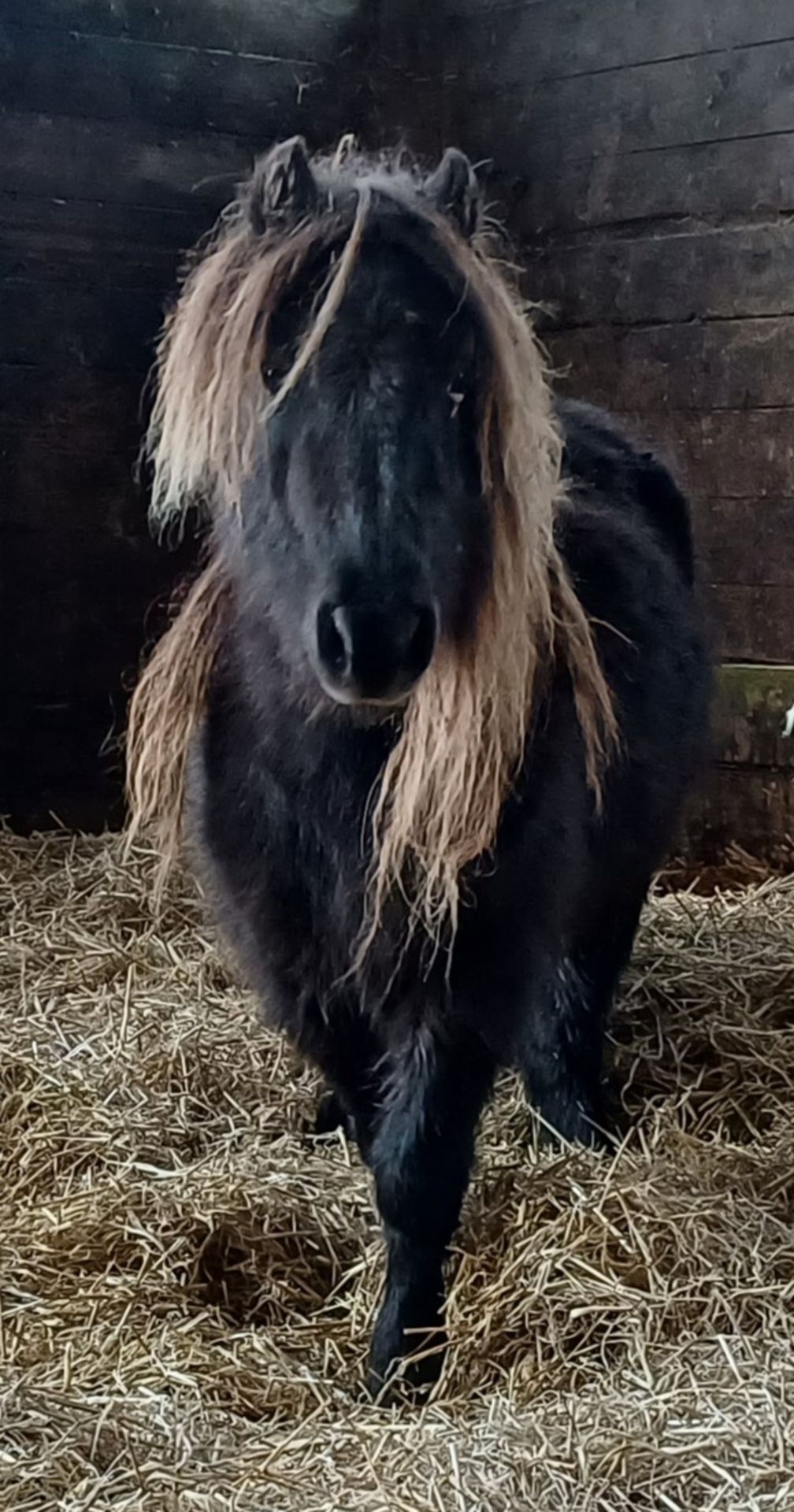 'VIXEN LILLIBET' SHETLAND BLACK MARE BELIEVED TO BE 10 YEARS + - Image 9 of 13