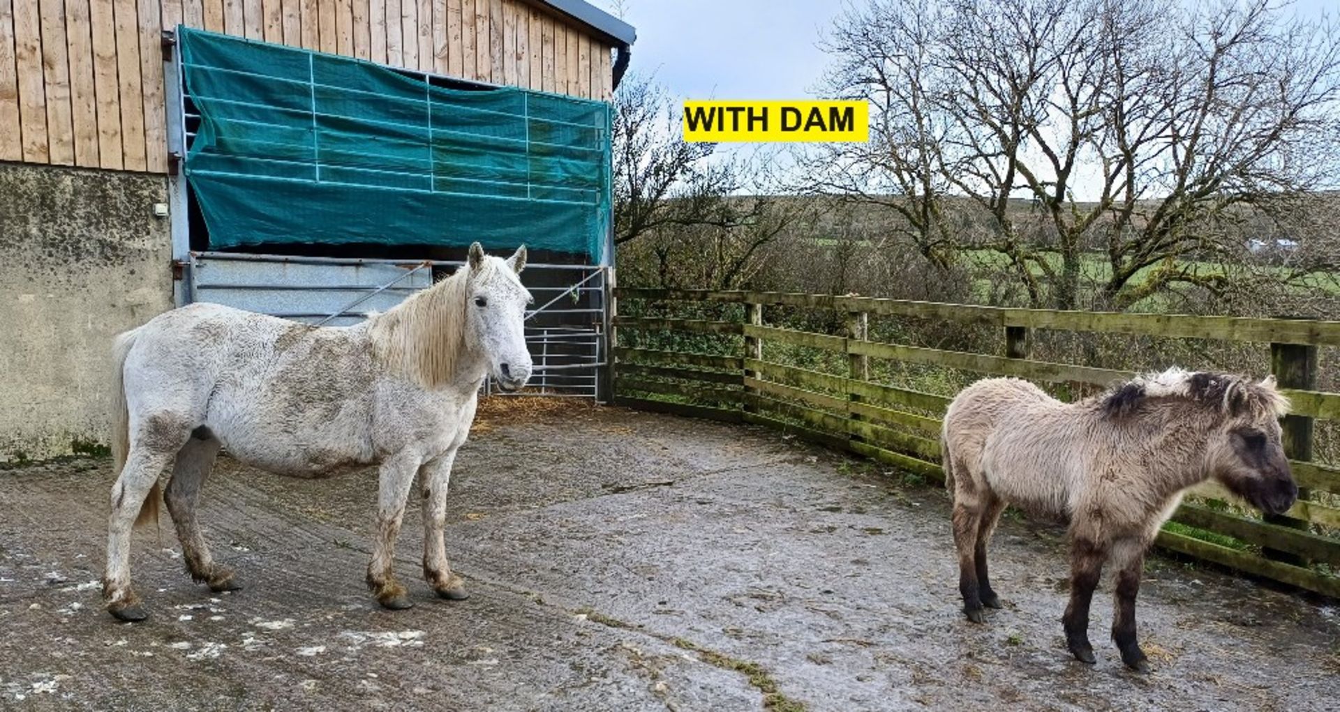'LEIGHTOR DUNNABRIDGE' DARTMOOR HILL PONY DUN COLT FOAL Vendor's