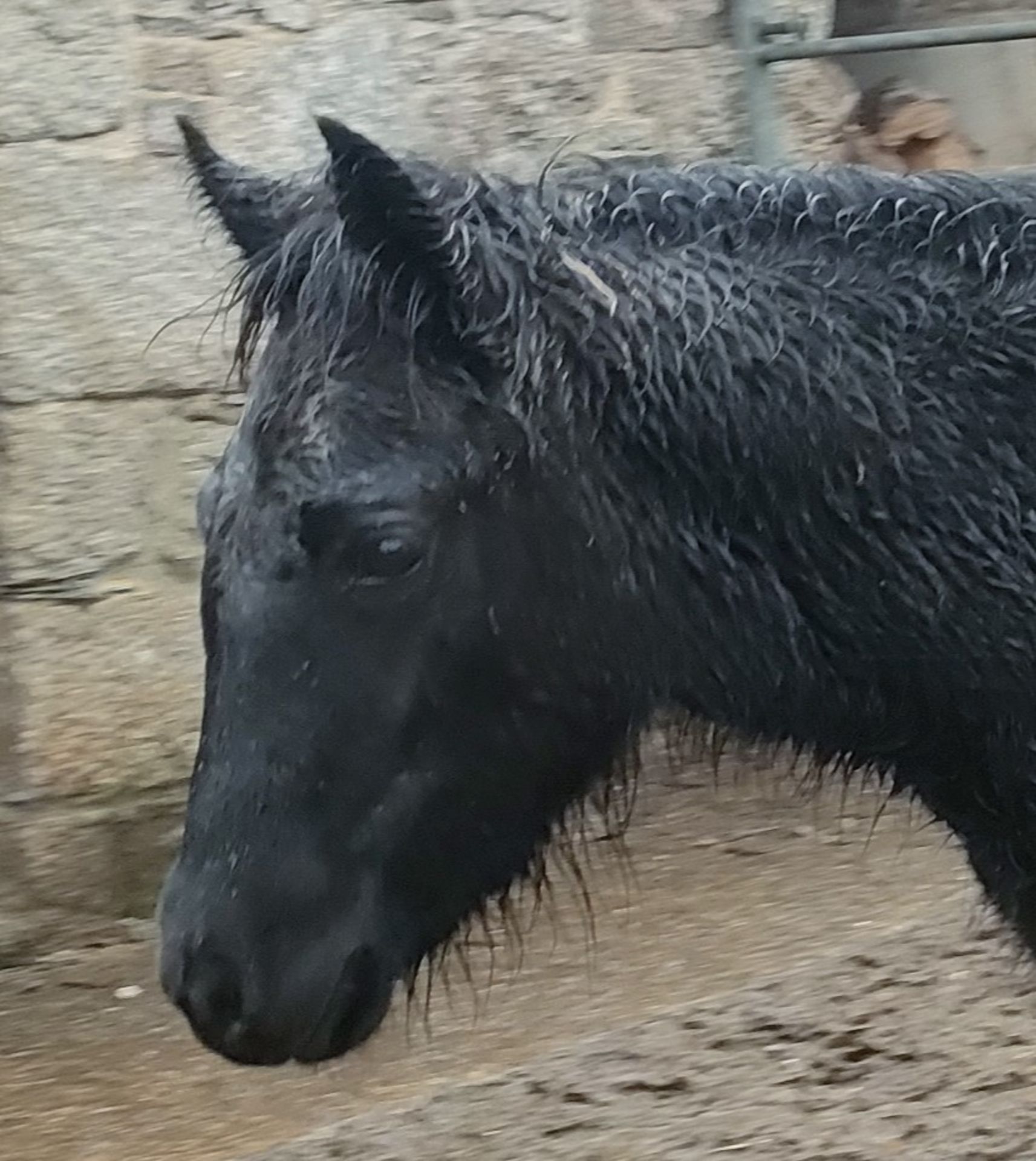 'BLACKATOR MILLIE' DARTMOOR HILL PONY BLACK FILLY FOAL - Image 8 of 14