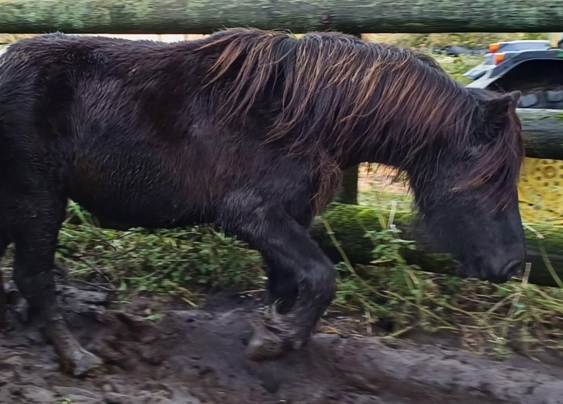 'CATOR MARGE' DARTMOOR HILL PONY PIEBALD MARE APPROX 6 YEARS OLD - Image 6 of 11