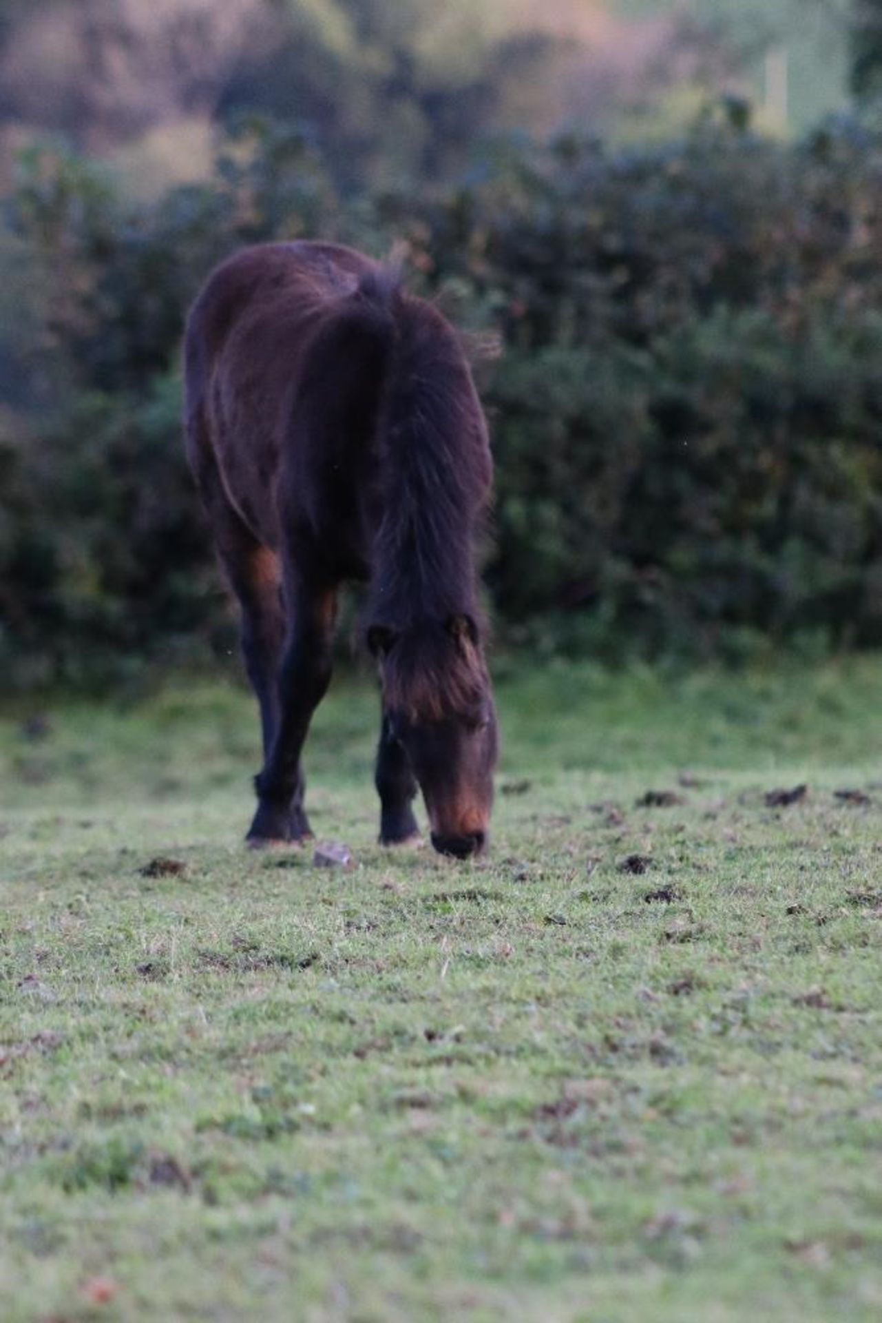 'BLACKATOR MUFFIN' DARTMOOR HILL PONY BAY FILLY FOAL - Image 9 of 21