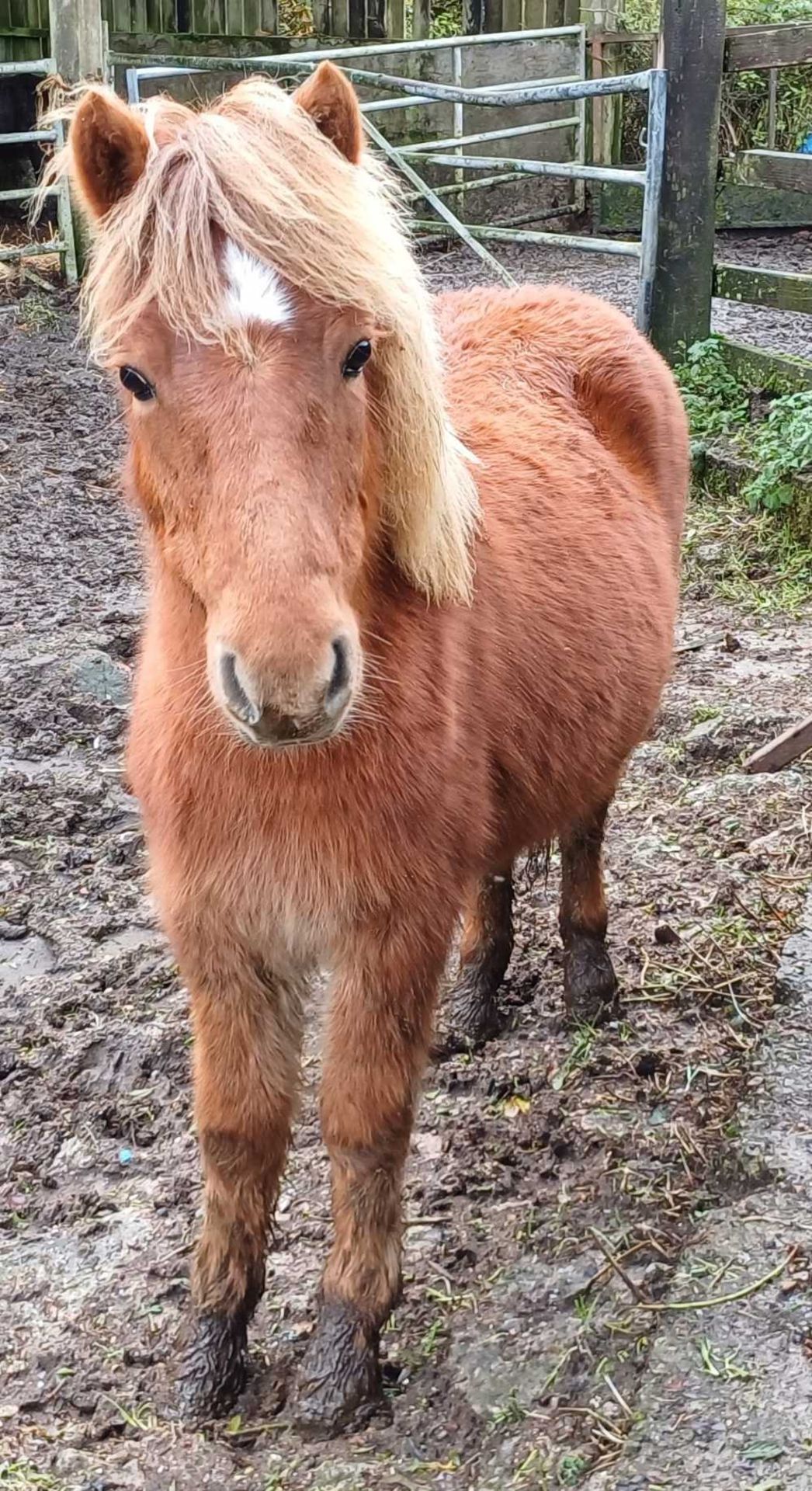 'CATOR PERCY' DARTMOOR HILL PONY CHESTNUT COLT APPROX 18 MONTHS OLD - Image 4 of 12