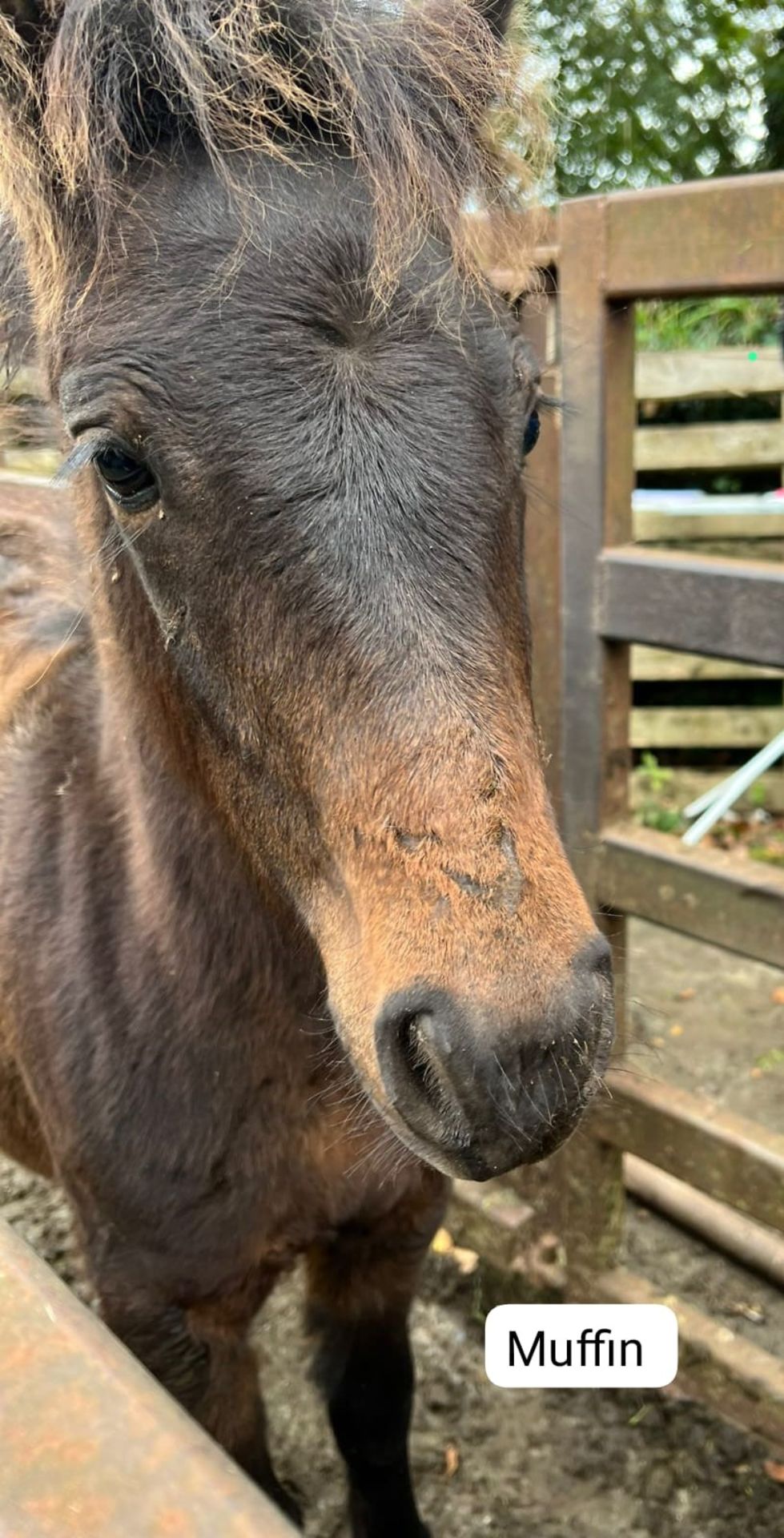 'BLACKATOR MUFFIN' DARTMOOR HILL PONY BAY FILLY FOAL - Image 14 of 21