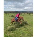 'GREENWELL LUCKEY' DARTMOOR HILL PONY CHESTNUT MARE 5 YEARS OLD