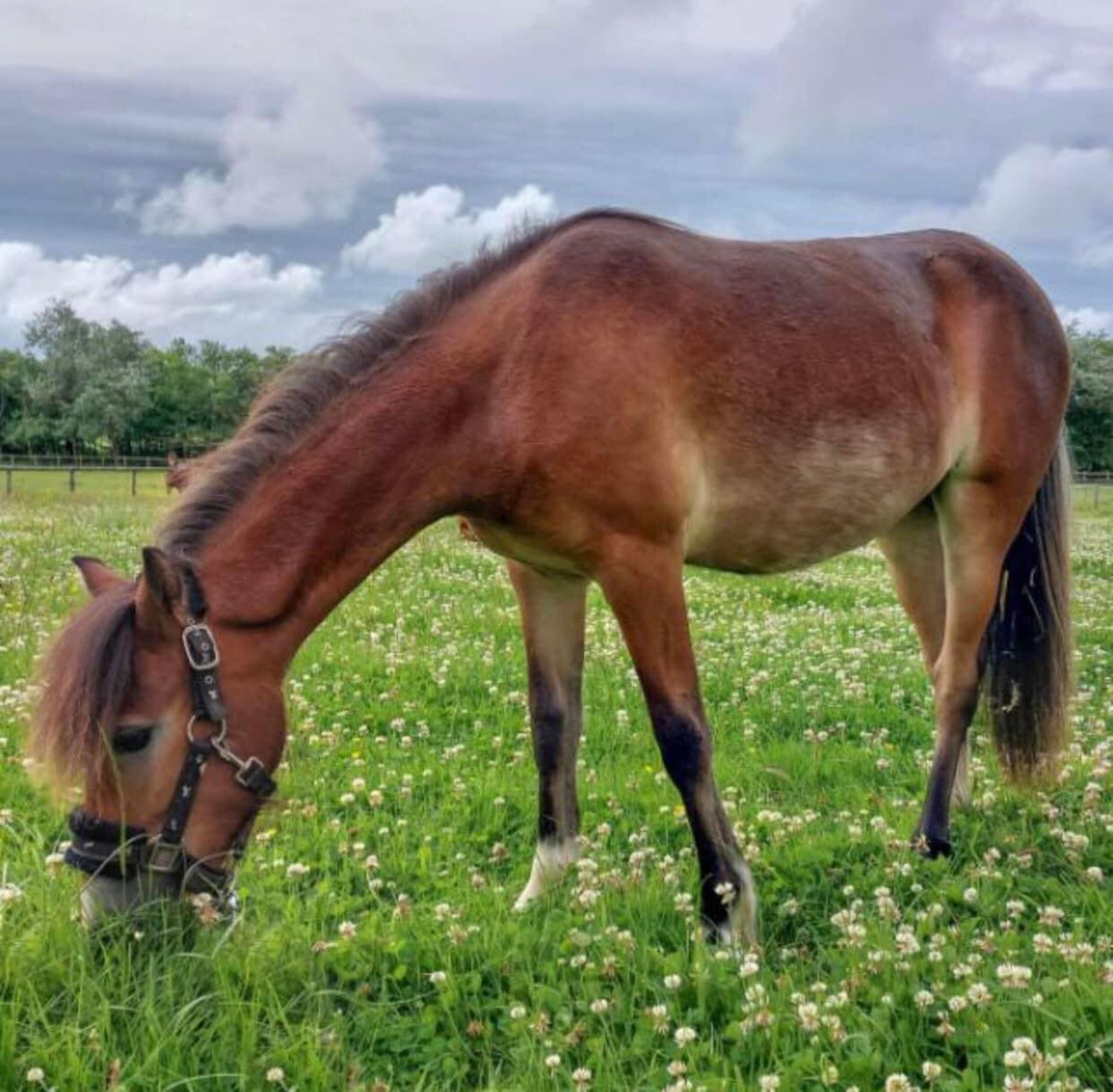 'AISH TOR AUTUMN' DARTMOOR HILL PONY BAY FILLY 2 & 1/2 YEARS OLD - Image 10 of 22