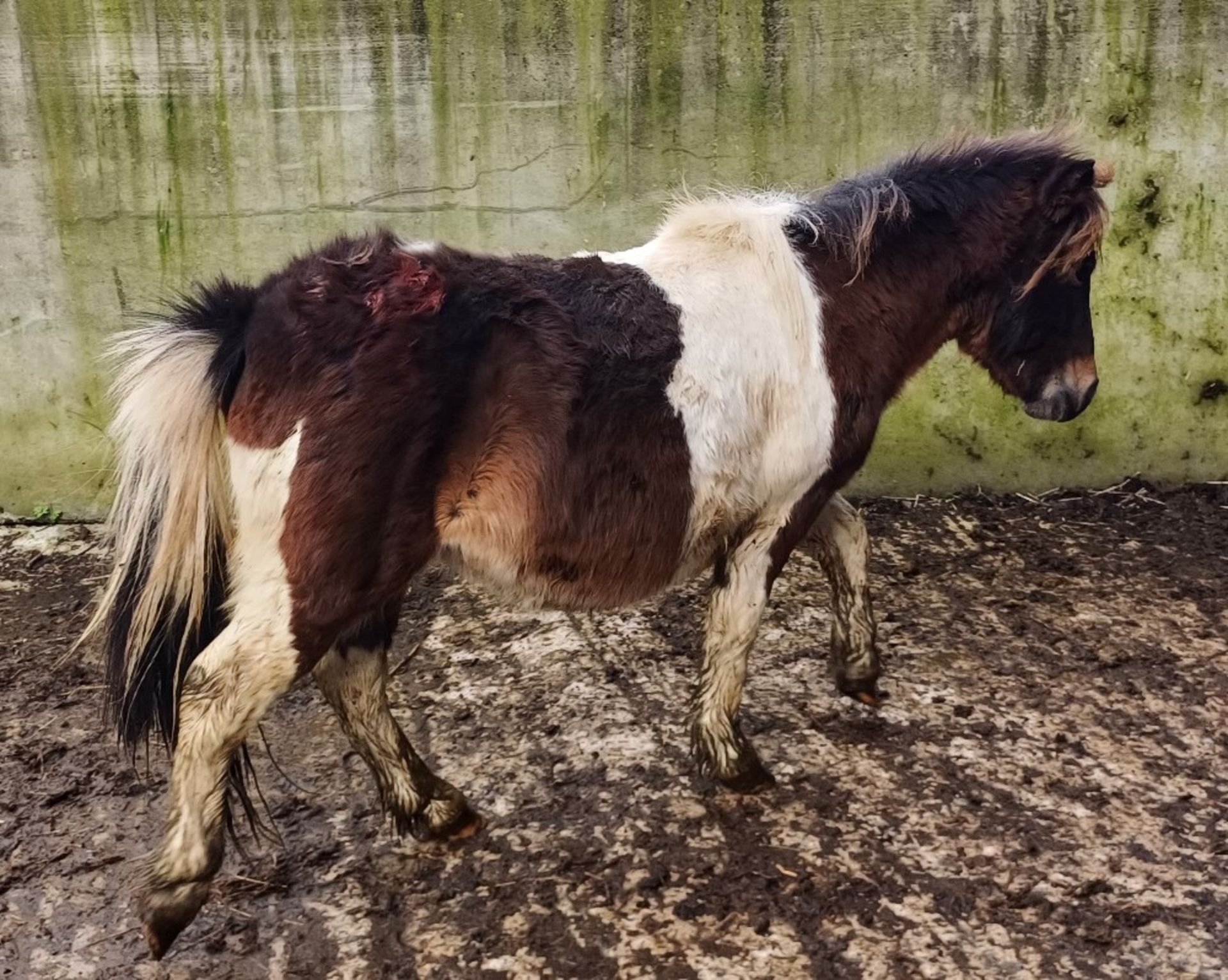 'GODSWORTHY SPICE' DARTMOOR HILL PONY SKEWBALD COLT APPROX 18 MONTHS OLD - Image 12 of 12