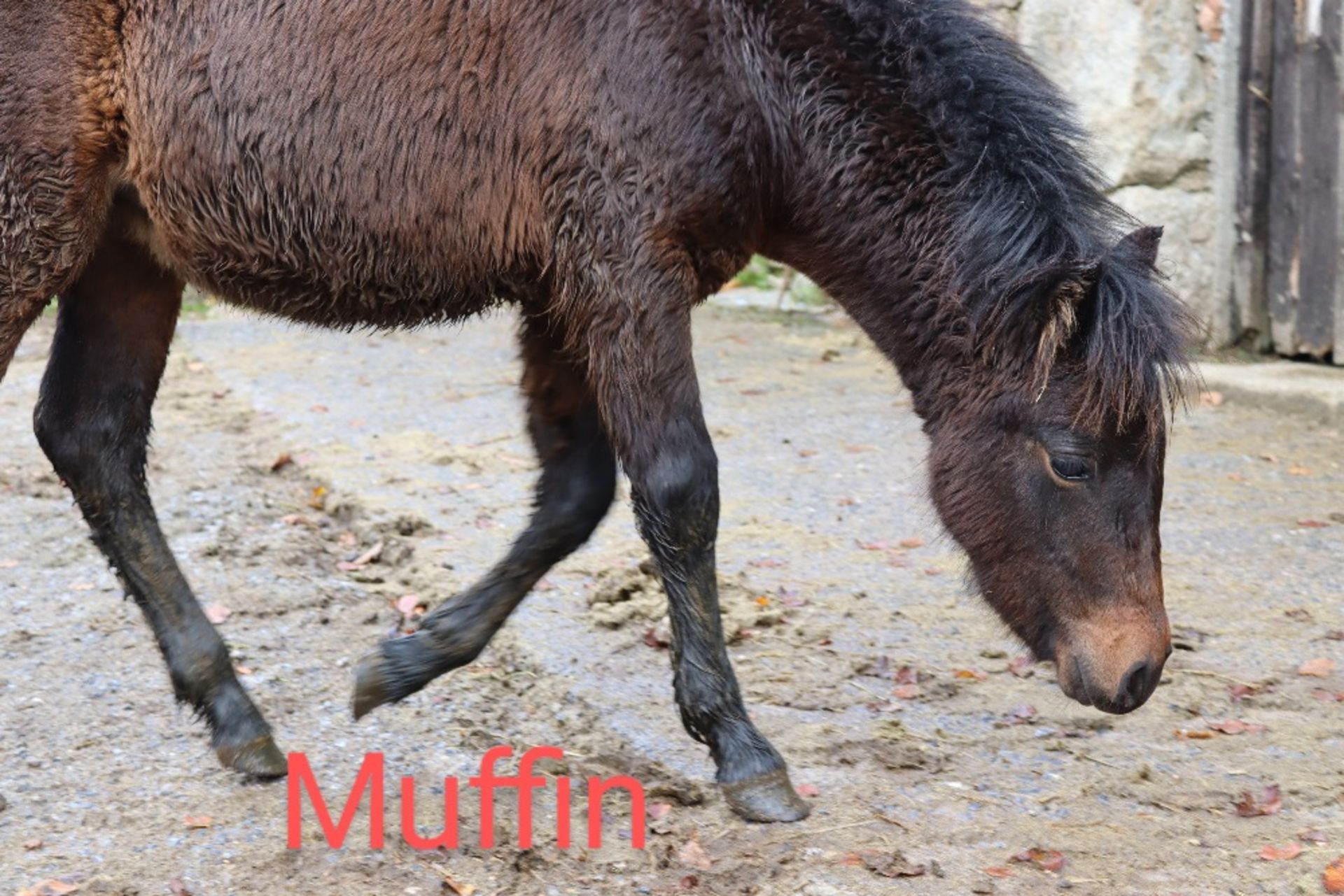 'BLACKATOR MUFFIN' DARTMOOR HILL PONY BAY FILLY FOAL - Image 6 of 21