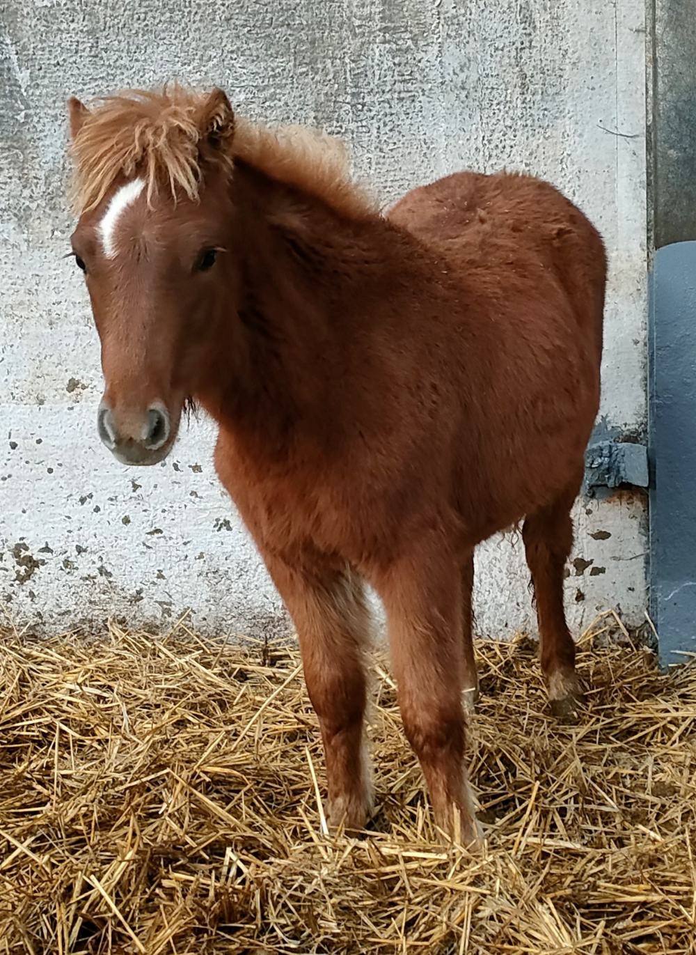 'BELLA' DARTMOOR HILL PONY CHESTNUT FILLY FOAL Vendor's Comments The Watson's herds of Dartmoor