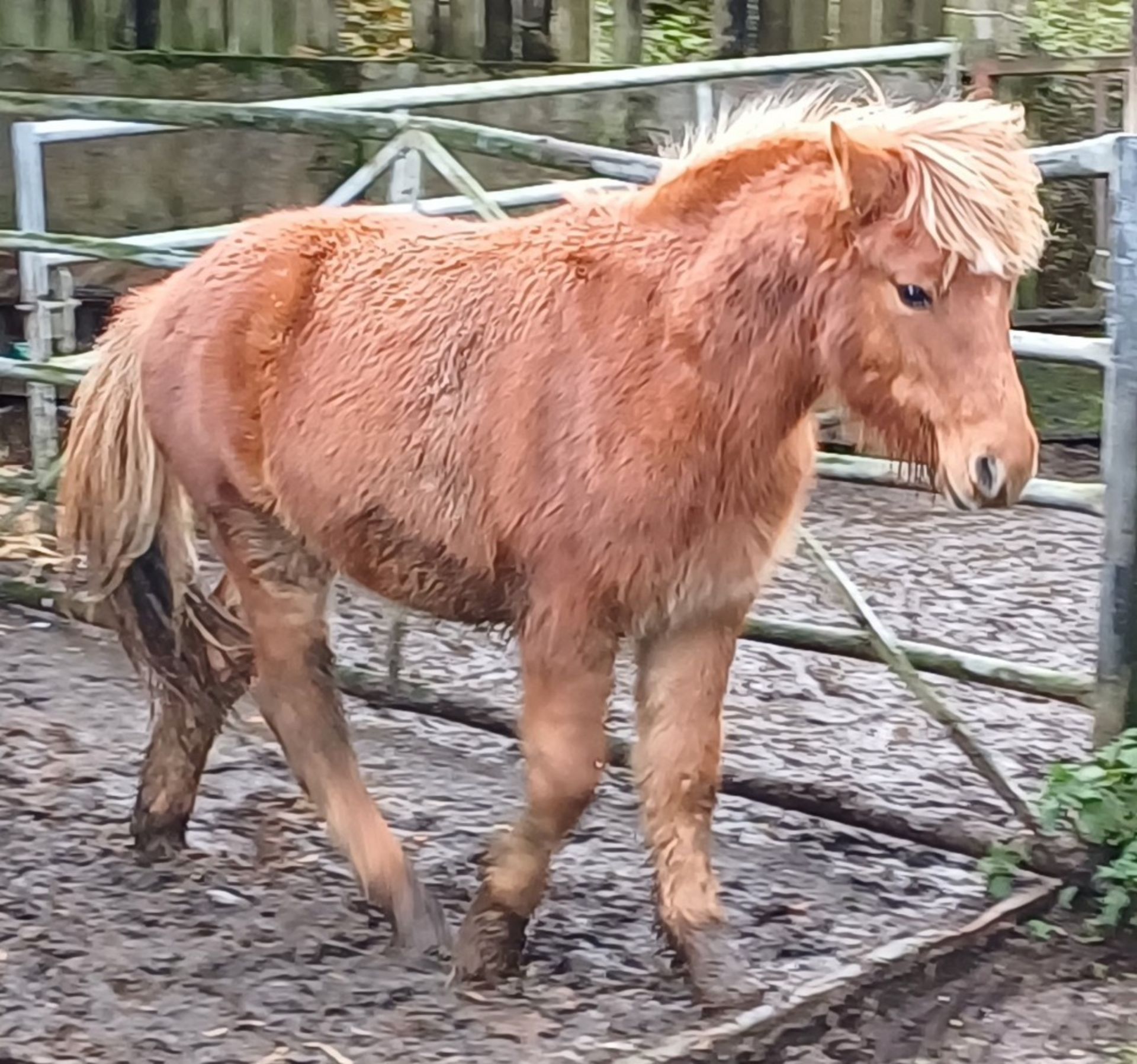 'CATOR PERCY' DARTMOOR HILL PONY CHESTNUT COLT APPROX 18 MONTHS OLD