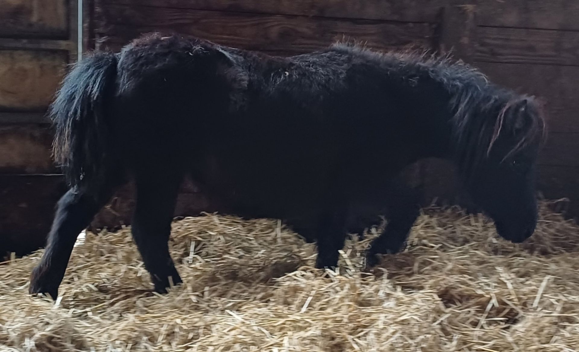 'VIXEN RIPTIDE' SHETLAND BLACK COLT APPROX 18 MONTHS OLD - Image 5 of 10