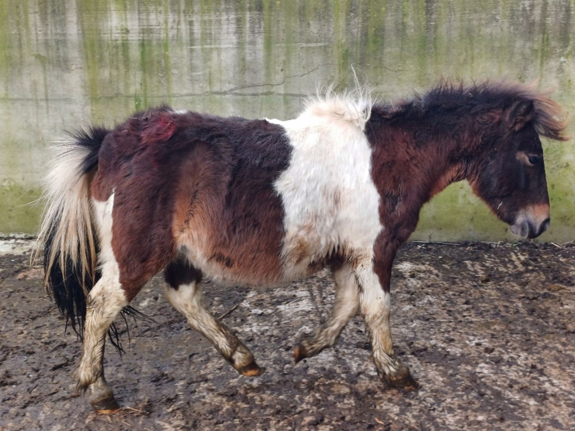 'GODSWORTHY SPICE' DARTMOOR HILL PONY SKEWBALD COLT APPROX 18 MONTHS OLD - Image 8 of 12