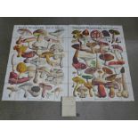 Worthington G Smith, Mushrooms and Toadstools, Edible and Poisonous Fungi with folding illustrations