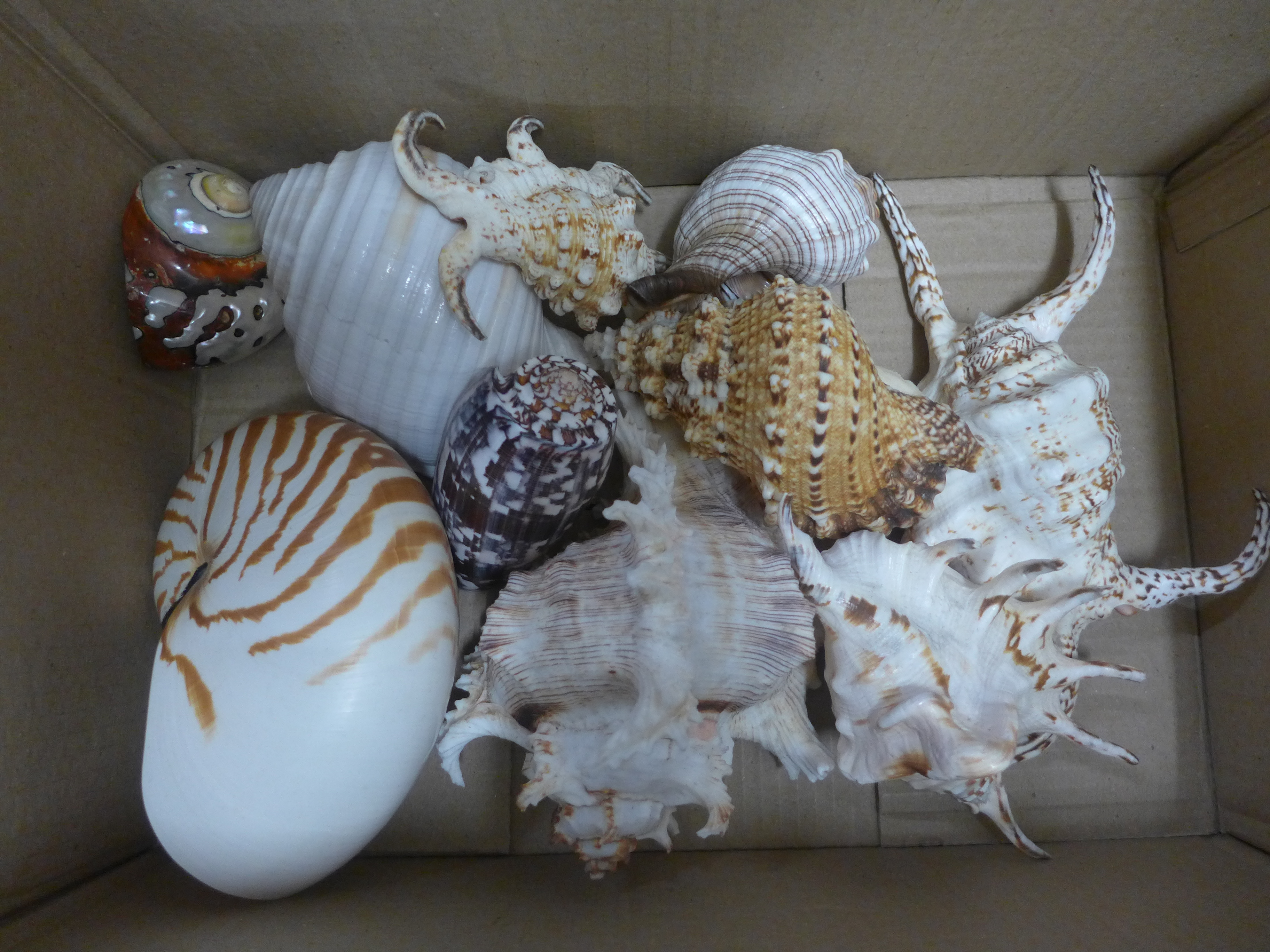 A collection of sea shells **PLEASE NOTE THIS LOT IS NOT ELIGIBLE FOR POSTING AND PACKING**