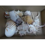 A collection of sea shells **PLEASE NOTE THIS LOT IS NOT ELIGIBLE FOR POSTING AND PACKING**