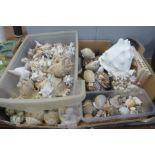 A large collection of shells, including necklaces and identification books