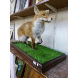 A mounted taxidermy fox