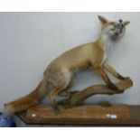 A mounted taxidermy fox