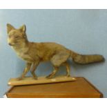 A mounted taxidermy fox