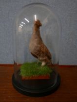 A taxidermy grey partridge, in glass dome