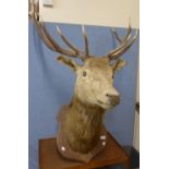 A mounted French taxidermy stags head