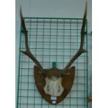 A pair of mounted deer antlers