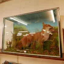 A naturalistically cased taxidermy fox