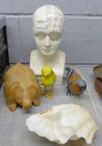A phrenology head by L.N. Fowler, two models of birds and a model of a pig, etc. **PLEASE NOTE