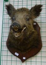 A French mounted taxidermy boar's head