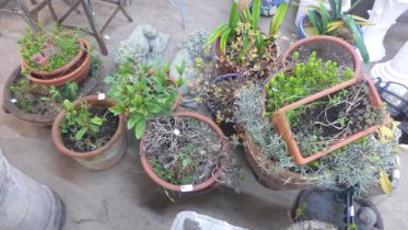A collection of terracotta planters and one ceramic planter