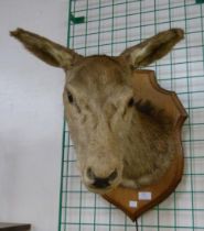 A French mounted taxidermy deer's head
